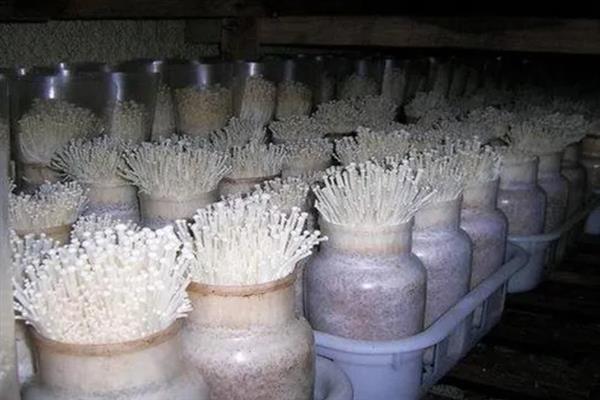 金针菇的种植方法，一年四季均可进行种植
