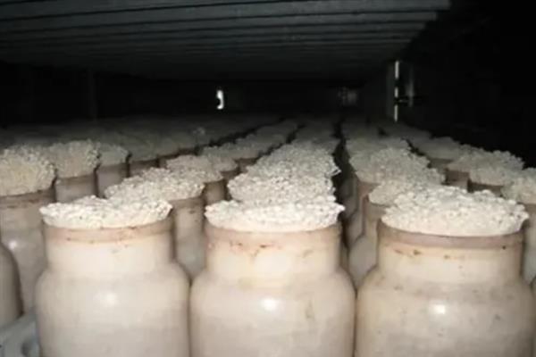 金针菇的种植方法，一年四季均可进行种植