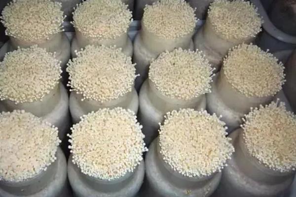 金针菇的种植方法，一年四季均可进行种植