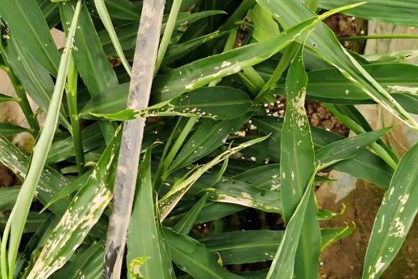 生姜蓟马怎么防治，喷施吡虫啉、噻虫嗪等药物具有防效