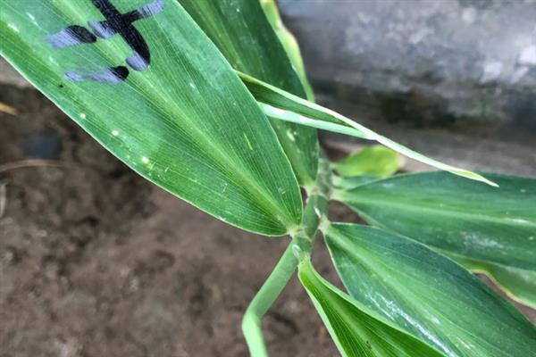 生姜蓟马怎么防治，喷施吡虫啉、噻虫嗪等药物具有防效