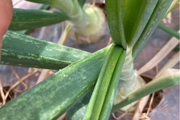 生姜蓟马怎么防治，喷施吡虫啉、噻虫嗪等药物具有防效