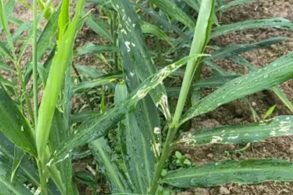 生姜蓟马怎么防治，喷施吡虫啉、噻虫嗪等药物具有防效