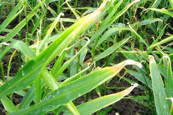 生姜蓟马怎么防治，喷施吡虫啉、噻虫嗪等药物具有防效