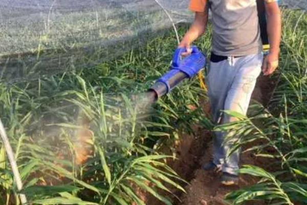 生姜蓟马怎么防治，喷施吡虫啉、噻虫嗪等药物具有防效