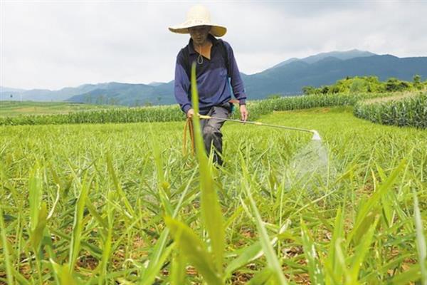 生姜蓟马怎么防治，喷施吡虫啉、噻虫嗪等药物具有防效