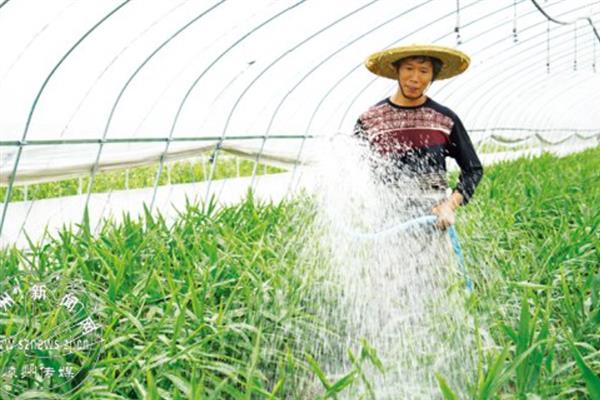 生姜蓟马怎么防治，喷施吡虫啉、噻虫嗪等药物具有防效