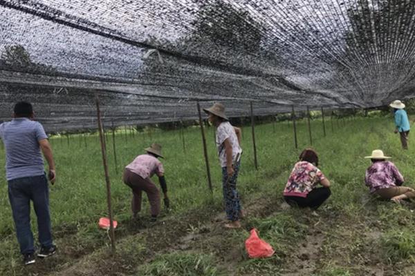 生姜蓟马怎么防治，喷施吡虫啉、噻虫嗪等药物具有防效