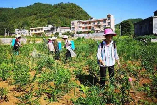 生姜蓟马怎么防治，喷施吡虫啉、噻虫嗪等药物具有防效