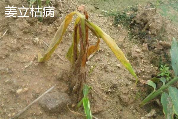 生姜蓟马怎么防治，喷施吡虫啉、噻虫嗪等药物具有防效