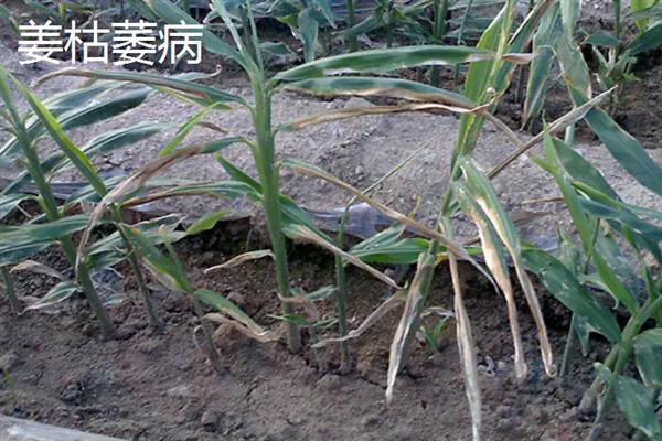 生姜蓟马怎么防治，喷施吡虫啉、噻虫嗪等药物具有防效