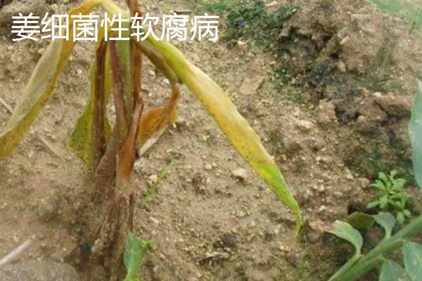 生姜蓟马怎么防治，喷施吡虫啉、噻虫嗪等药物具有防效