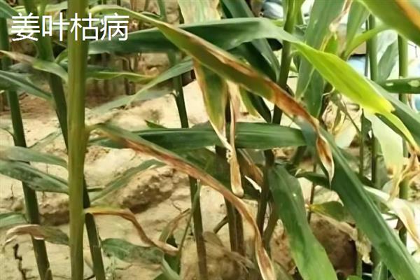 生姜蓟马怎么防治，喷施吡虫啉、噻虫嗪等药物具有防效