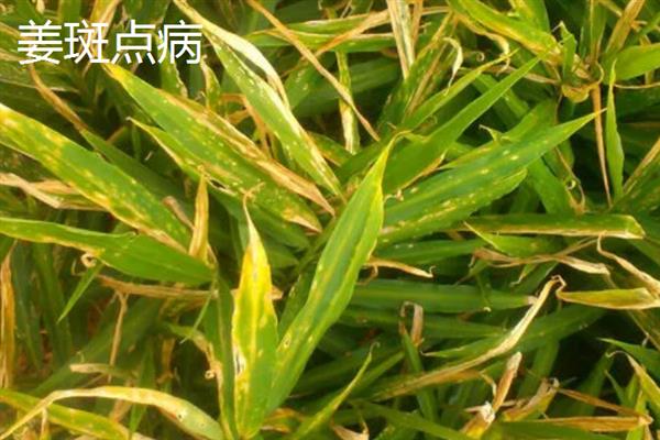 生姜蓟马怎么防治，喷施吡虫啉、噻虫嗪等药物具有防效
