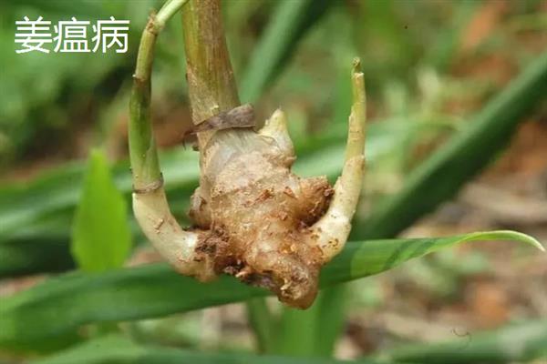 生姜蓟马怎么防治，喷施吡虫啉、噻虫嗪等药物具有防效