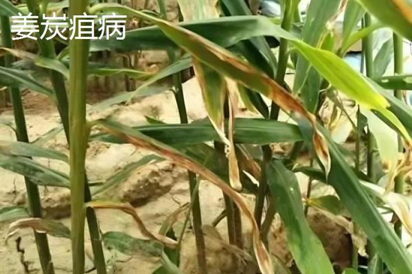 生姜蓟马怎么防治，喷施吡虫啉、噻虫嗪等药物具有防效