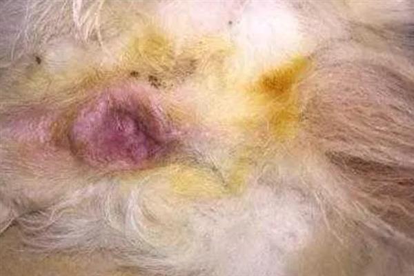 狗狗尿道口有黄脓的原因，可能是尿道口发炎感染了导致的