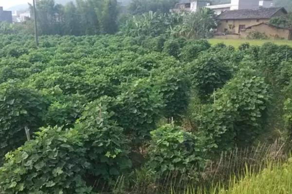 哪些地方产出葛根，主产于湖北、陕西、四川等省份