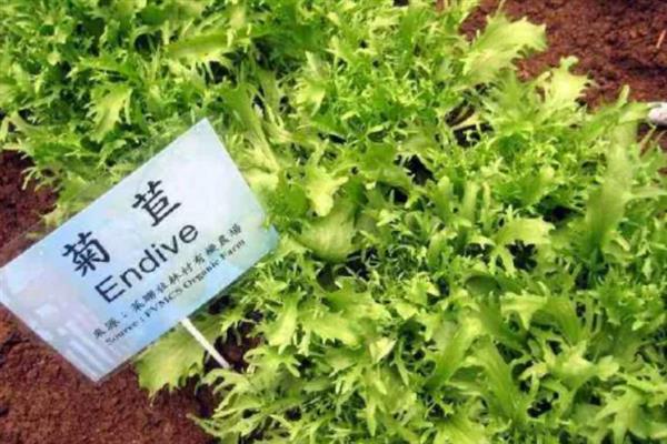 菊苣的常见病害怎么防治，控制密度做好排水工作可预防霜霉病