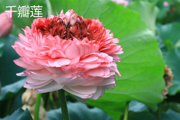 荷花的种类有哪些，常见的有古莲、千瓣莲等