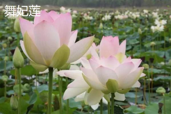 荷花的种类有哪些，常见的有古莲、千瓣莲等