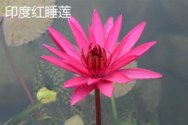 荷花的种类有哪些，常见的有古莲、千瓣莲等