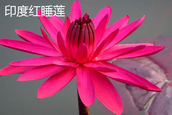 荷花的种类有哪些，常见的有古莲、千瓣莲等