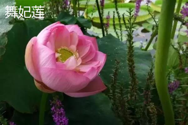 荷花的种类有哪些，常见的有古莲、千瓣莲等