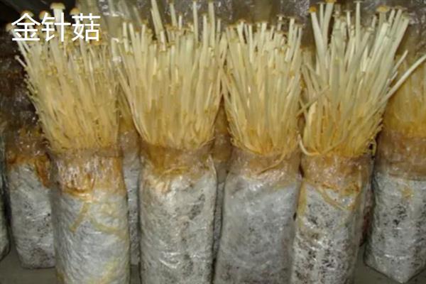 菌菇的种类，常见的有香菇、金针菇、茶树菇等