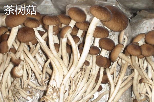 菌菇的种类，常见的有香菇、金针菇、茶树菇等