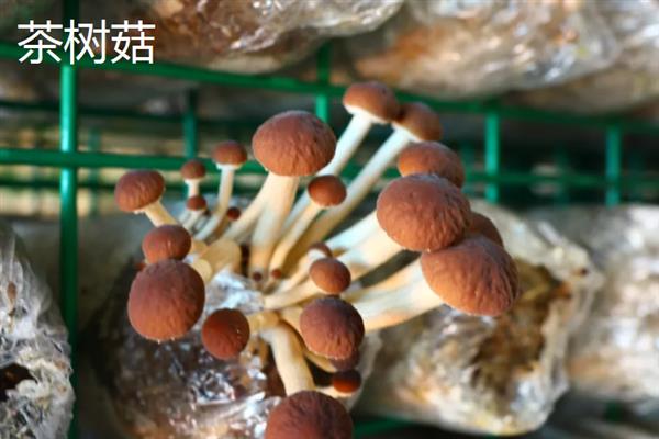 菌菇的种类，常见的有香菇、金针菇、茶树菇等