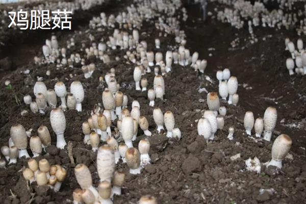 菌菇的种类，常见的有香菇、金针菇、茶树菇等