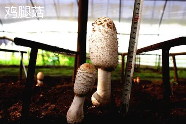 菌菇的种类，常见的有香菇、金针菇、茶树菇等