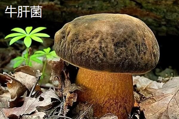 菌菇的种类，常见的有香菇、金针菇、茶树菇等