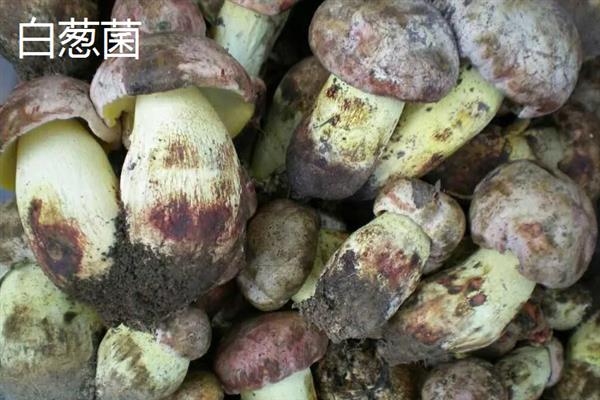 菌菇的种类，常见的有香菇、金针菇、茶树菇等
