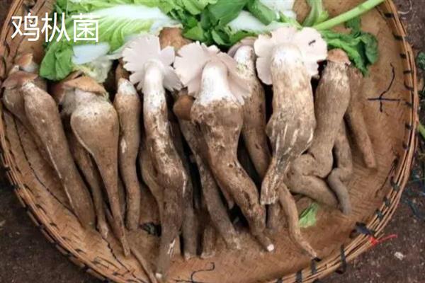 菌菇的种类，常见的有香菇、金针菇、茶树菇等