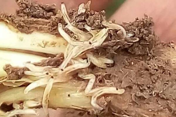 有什么动物捉害虫，常见的有啄木鸟、知更鸟等