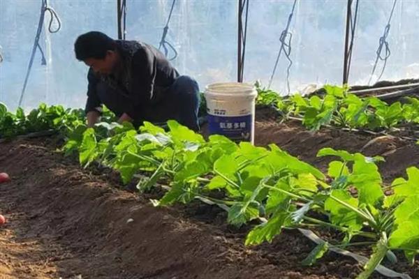 微量元素水溶肥有什么作用，可让作物正常生长并提高产量