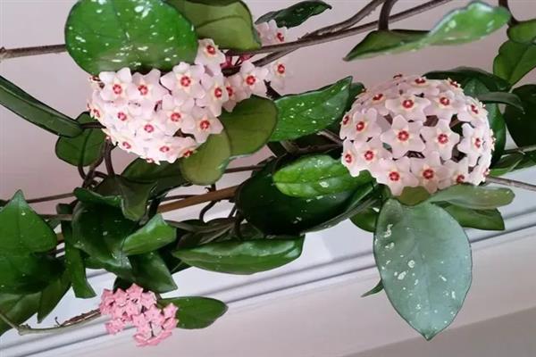 球兰有什么花语，代表青春美丽