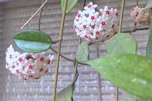 球兰有什么花语，代表青春美丽