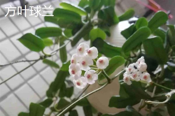 球兰有什么花语，代表青春美丽