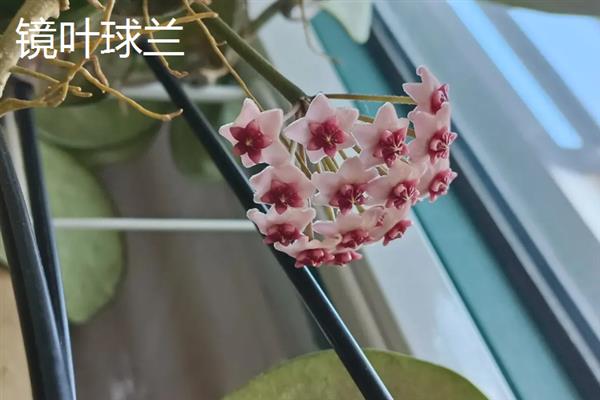 球兰有什么花语，代表青春美丽