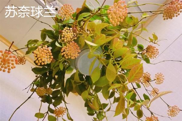 球兰有什么花语，代表青春美丽