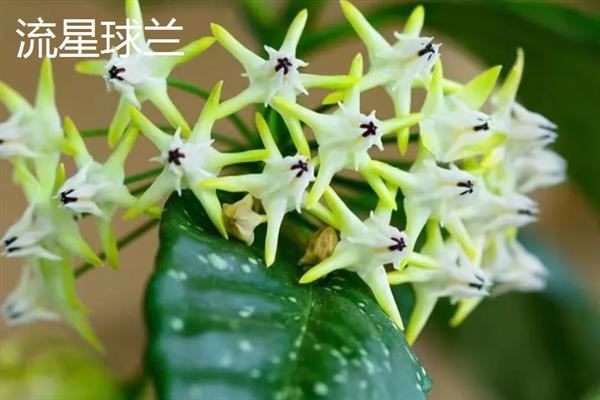 球兰有什么花语，代表青春美丽