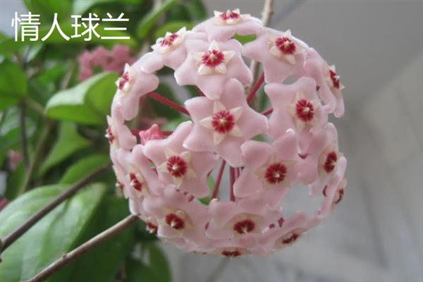 球兰有什么花语，代表青春美丽
