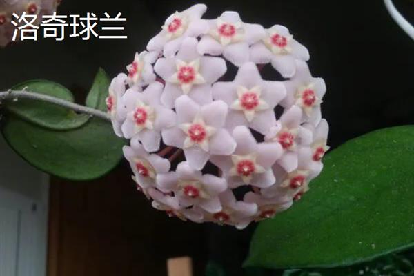 球兰有什么花语，代表青春美丽