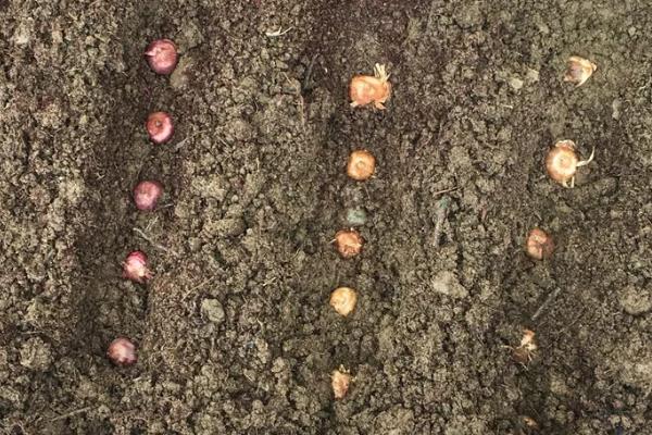 唐菖蒲种球的种植方法，首先将种球浸泡15分钟