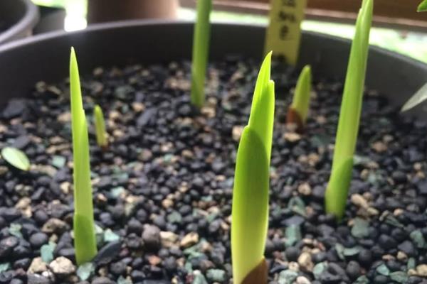 唐菖蒲种球的种植方法，首先将种球浸泡15分钟