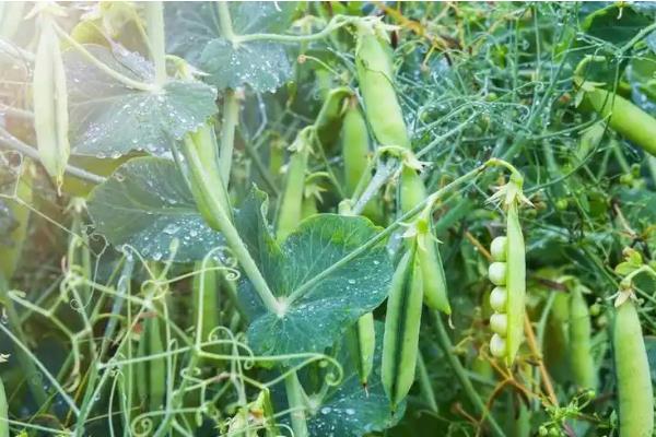 什么植物靠力量传播种子，豌豆、油菜、芝麻等品种成熟后可弹射种子