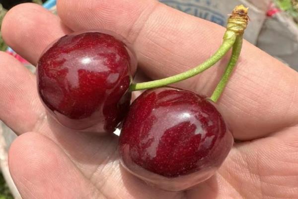 宾库大樱桃的果实特点，其果实较大且呈宽心脏形